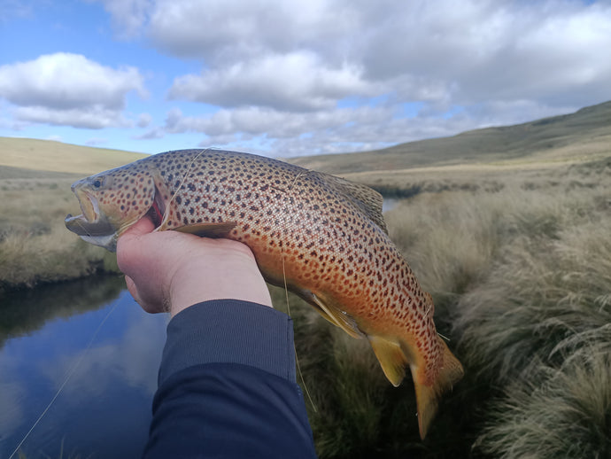 Freshwater Trout Fishing: Eucumbene Lake & River - Days 5-7 (Final)