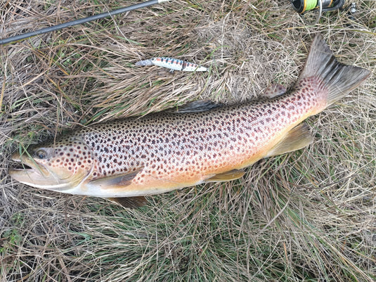 Taco - River and Lake Trout